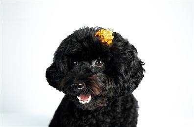 《最后的生还者1：重制版》图片泄露 玩法没有改进